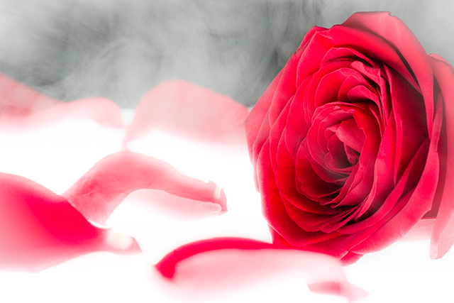Heaven Rose